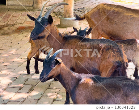 Group of goats standing together in farm enclosure. Agriculture, family bonds, and domestication of livestock reflecting human relationship with animals. 130341325