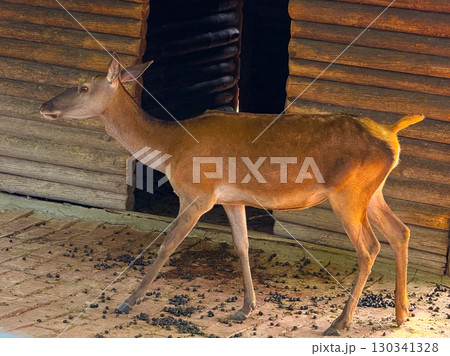 Doe standing near wooden log shelter in zoo enclosure. Wildlife conservation, adaptation, and quiet presence of deer as symbols of forest ecosystems. 130341328