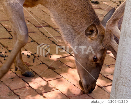 Stag bending head to feed from ground surface. Herbivore adaptation, instinctive grazing, and survival strategies of deer in controlled environments. 130341330