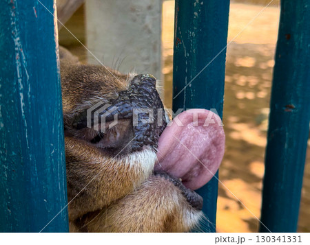 Close-up of deer tongue pressed against metal bars. Sensory adaptation, instinctive movement, and animal behavior in confined environments of conservation facilities. 130341331