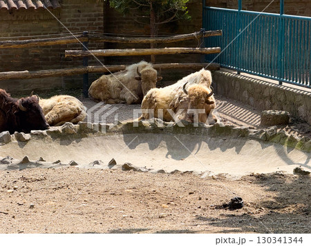 Group of bison resting together on dry ground. Collective animal presence, conservation, and survival of powerful grazing mammals in enclosed natural-like environments. Group of bison resting together on dry ground. Collective animal presence, conservation, and survival of powerful grazing mammals in enclosed natural-like environments. 130341344