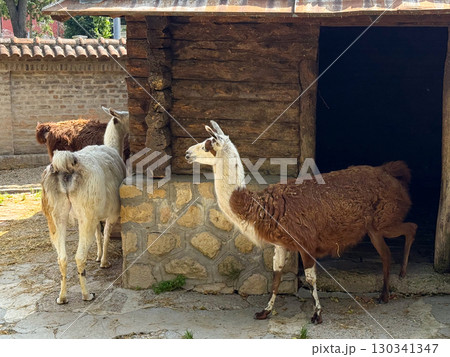 Two llamas standing near a wooden shelter. Farming, domestication, and collective presence of animals in controlled spaces of rural and agricultural life. 130341347
