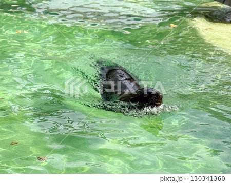 Sea lion swimming in the pool at the zoo. Marine mammal agility, aquatic life, and conservation of ocean wildlife. Sea lion swimming in the pool at the zoo. Marine mammal agility, aquatic life, and conservation of ocean wildlife. 130341360