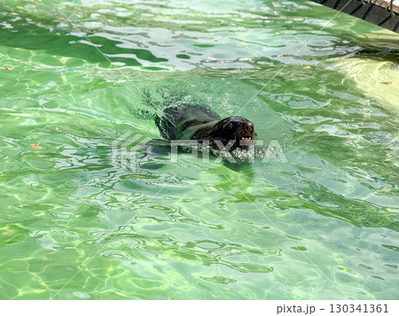 Sea lion swimming in a water pool. Aquatic wildlife, movement, and adaptation of marine animals in controlled habitats for observation and conservation. Sea lion swimming in a water pool. Aquatic wildlife, movement, and adaptation of marine animals in controlled habitats for observation and conservation. 130341361