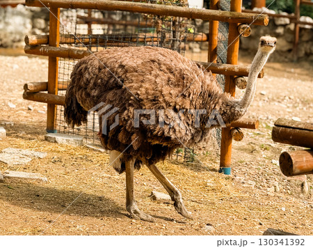 Ostrich walking on dry ground in a zoo. Wildlife, conservation and natural diversity. Ostrich walking on dry ground in a zoo. Wildlife, conservation and natural diversity. 130341392