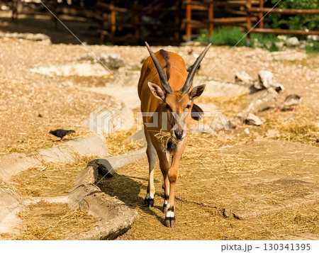 Antelope standing on sandy ground in a zoo. Herbivore, ecology and wildlife. 130341395
