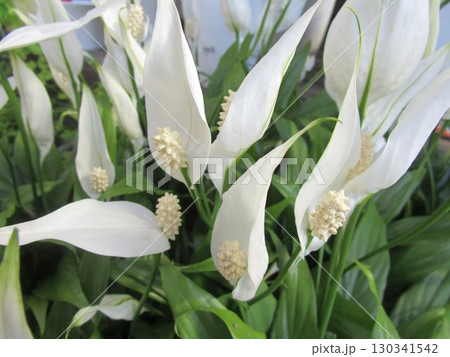 スパティフィラムの白い花のアップ 130341542
