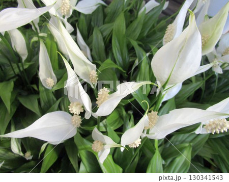 スパティフィラムの白い花のアップ 130341543
