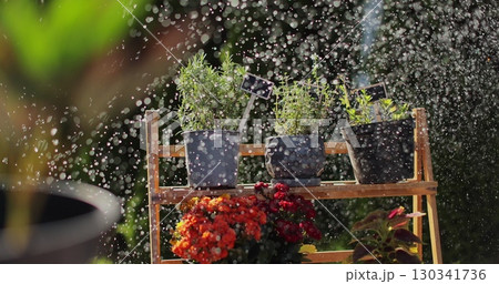 Young woman is watering floral seedlings into pot using garden tools. Home hobbies, inner life. Cultivate plants in garden. 130341736