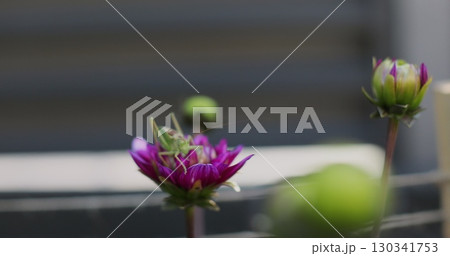 Close-up Grasshopper sitting on pink flower. The concept of carefree summer time, rest, relaxation in nature. 130341753