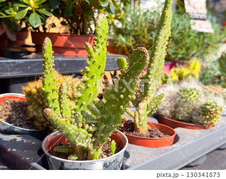 Potted cactus plants on tray at outdoor market. Ornamental greenery, spikes and natural variety in horticultural display. Potted cactus plants on tray at outdoor market. Ornamental greenery, spikes and natural variety in horticultural display. 130341873