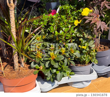 Potted flowering plants on display at market. Decorative greenery and vibrant blooms for gardening and home decoration. Potted flowering plants on display at market. Decorative greenery and vibrant blooms for gardening and home decoration. 130341878