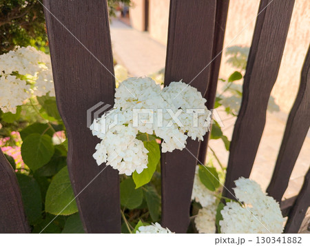 Beautiful white balls of blooming Viburnum opulus Roseum on dark green background. White Guelder Rose or Viburnum opulus Sterilis Beautiful white balls of blooming Viburnum opulus Roseum on dark green background. White Guelder Rose or Viburnum opulus Sterilis 130341882