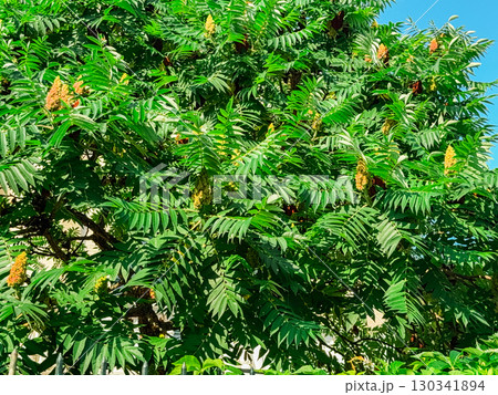 Staghorn sumac or velvet sumac ,Rhus typhina 130341894