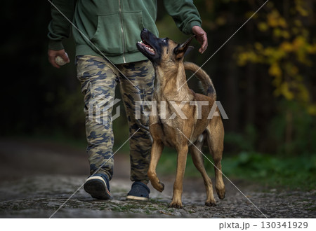 Belgian Malinois: Training and Obedience in Action Belgian Malinois: Training and Obedience in Action 130341929