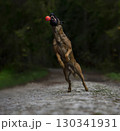 Belgian Shepherd dog jumping in the forest with a ball in its mouth 130341931
