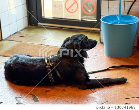 Dog lying on floor near cafe entrance. Relaxation, patience, and companionship in indoor urban lifestyle setting. Dog lying on floor near cafe entrance. Relaxation, patience, and companionship in indoor urban lifestyle setting. 130341965