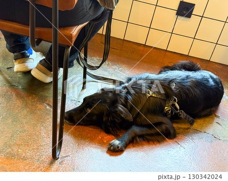 Black dog lying on cafe floor. Companionship, patience, and relaxation in social environment with human presence. 130342024