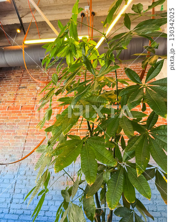 Pachira aquatica money tree with green leaves near brick wall. Growth, nature and ecological decor in modern urban interior space. Pachira aquatica money tree with green leaves near brick wall. Growth, nature and ecological decor in modern urban interior space. 130342025
