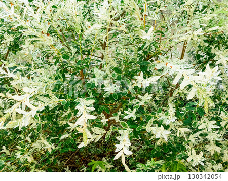 Salix integra willow with variegated white and green foliage growing in a landscaped garden near modern buildings. Ornamental tree, ecology, and horticulture symbolizing beauty, resilience, and Salix integra willow with variegated white and green foliage growing in a landscaped garden near modern buildings. Ornamental tree, ecology, and horticulture symbolizing beauty, resilience, and 130342054