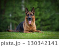 Relaxed German Shepherd on a Sunny Day 130342141