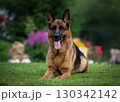 Relaxed German Shepherd Enjoying a Sunny Day 130342142