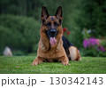 Relaxed German Shepherd Enjoying a Sunny Day 130342143