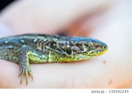 European common lizard in hand 130342243