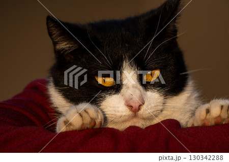 Portrait of a cat Portrait of a cat 130342288