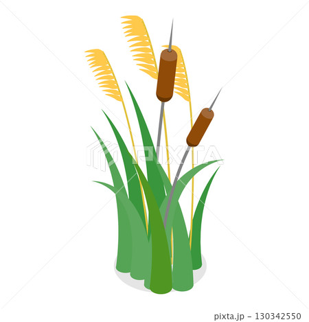 3D Isometric Flat Vector Set of Lake Aquatic Plants, Marsh Reed. Item 7 130342550