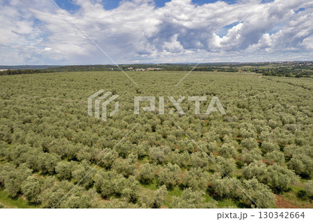 Olive tree plantation in Istria, Croatia. 130342664