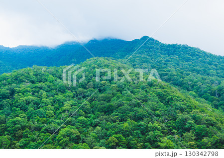 Mountain tops covered with dense green forest in fog 130342798