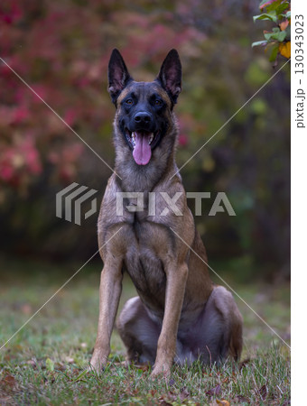 Belgian Shepherd Malinois sitting on the grass in the autumn park 130343023