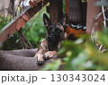 Belgian Malinois: The Watchful Guardian in Nature 130343024