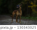 Belgian Malinois: The Alert Guardian of the Woods 130343025