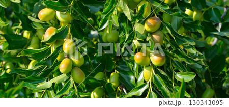 A Branch of Chinese Dates Ready for Harvest A Branch of Chinese Dates Ready for Harvest 130343095