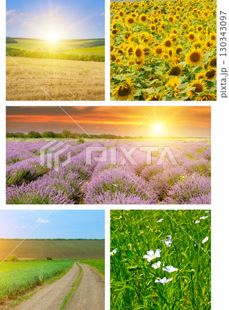 A Collage of Summer Fields and Landscapes A Collage of Summer Fields and Landscapes 130343097