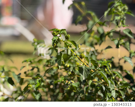 Green berries grow on leafy stems in summer sunlight showing natural stages of plant life. Growth, ecology and wild vegetation in an outdoor seasonal garden environment. 130343313