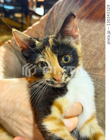 Man holding kitten with gentle gesture and closeness. Companionship, domestic lifestyle, and human animal bond expressed through pet care and emotional comfort. 130343329