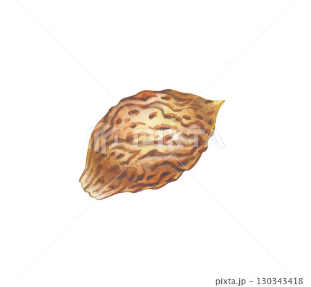Watercolor illustration of peach and nectarine seeds on a white background. The botanical template is hand-drawn. Clipart. 130343418