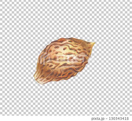 Watercolor illustration of peach and nectarine seeds on a white background. The botanical template is hand-drawn. Clipart. 130343418