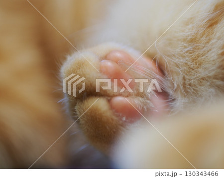 眠る猫の足 130343466