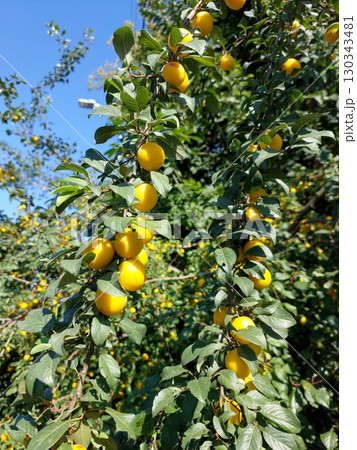 Bright Yellow Cherry Plums Hanging From Branches in a Sunny Garden Setting 130343481