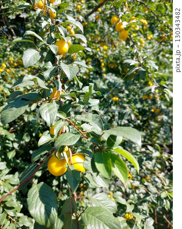 Yellow Cherry Plums Hang From the Branches on a Sunny Day in the Garden 130343482