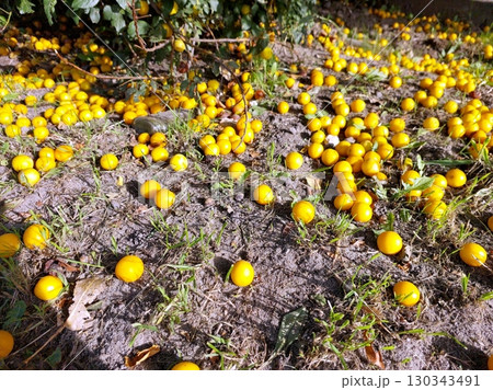 Cherry Plum Fruit Scattered on Ground Under Trees in a Garden During Autumn Season Cherry Plum Fruit Scattered on Ground Under Trees in a Garden During Autumn Season 130343491