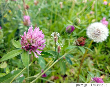 Vibrant Pink Clover Flowers and Fluffy Dandelions Growing in Lush Green Grass Under Clear Sky Vibrant Pink Clover Flowers and Fluffy Dandelions Growing in Lush Green Grass Under Clear Sky 130343497
