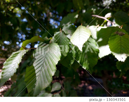 Vibrant Plum Tree Leaves Capture Sunlight in a Serene Garden Oasis Near Dusk Vibrant Plum Tree Leaves Capture Sunlight in a Serene Garden Oasis Near Dusk 130343501