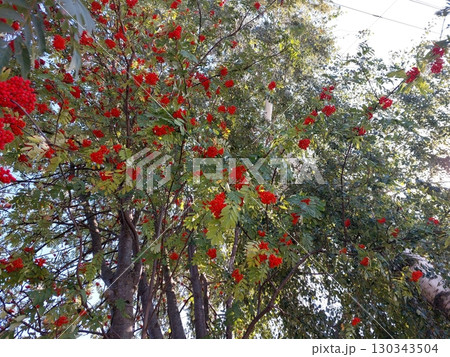 Bright Clusters of Red Rowan Berries Adorn the Branches of a Healthy Tree in Autumn 130343504