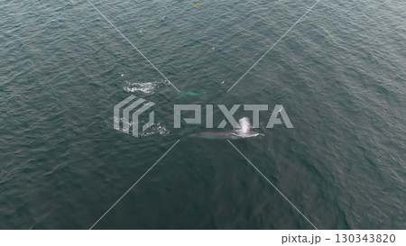 Aerial view of two fin whales, Balaenoptera physalus, hunting in Donegal Bay, Ireland Aerial view of two fin whales, Balaenoptera physalus, hunting in Donegal Bay, Ireland 130343820