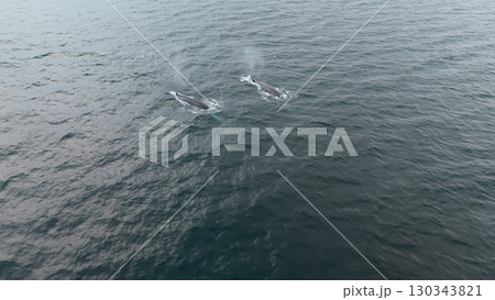 Aerial view of two fin whales, Balaenoptera physalus, hunting in Donegal Bay, Ireland Aerial view of two fin whales, Balaenoptera physalus, hunting in Donegal Bay, Ireland 130343821